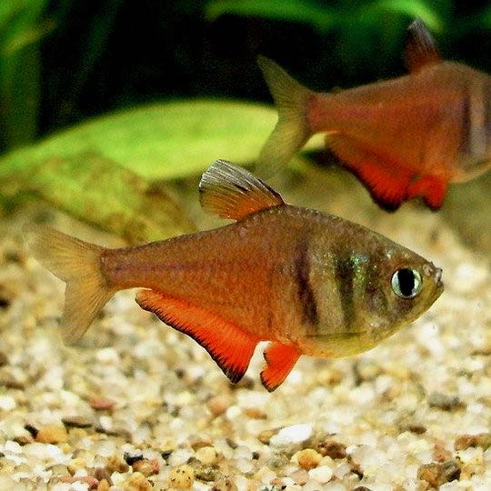 Hyphess.flammeus   Rode rio M